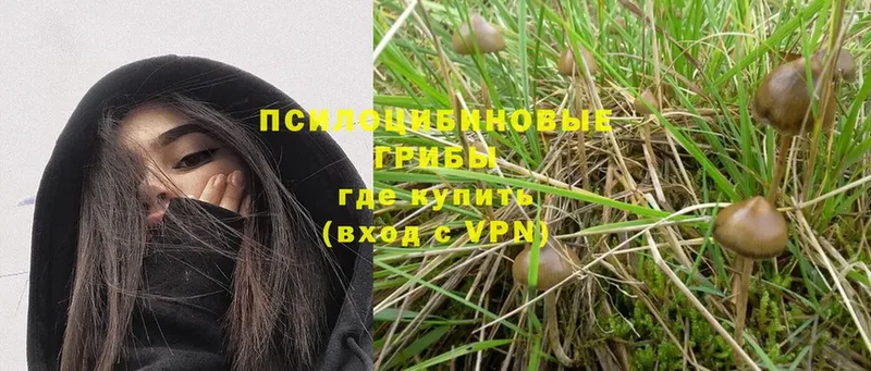 Псилоцибиновые грибы Psilocybe  Рошаль 